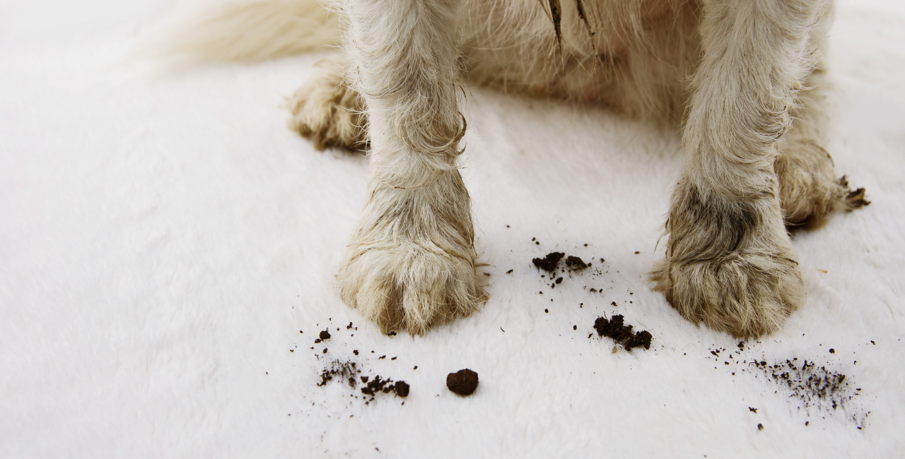 How Professional Cleaning Improves Indoor Air Quality